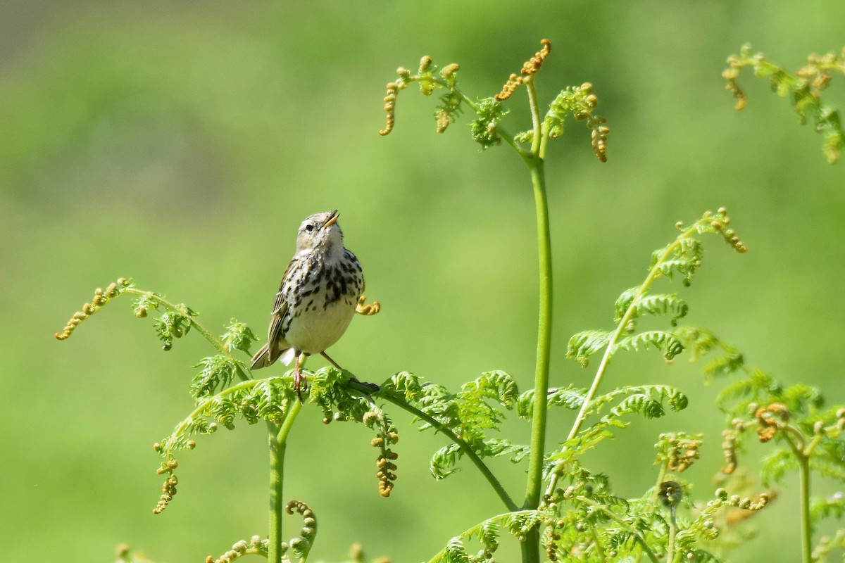 Meadow Pipit - ML620146808