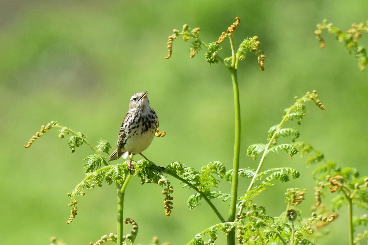 Wiesenpieper - ML620146808