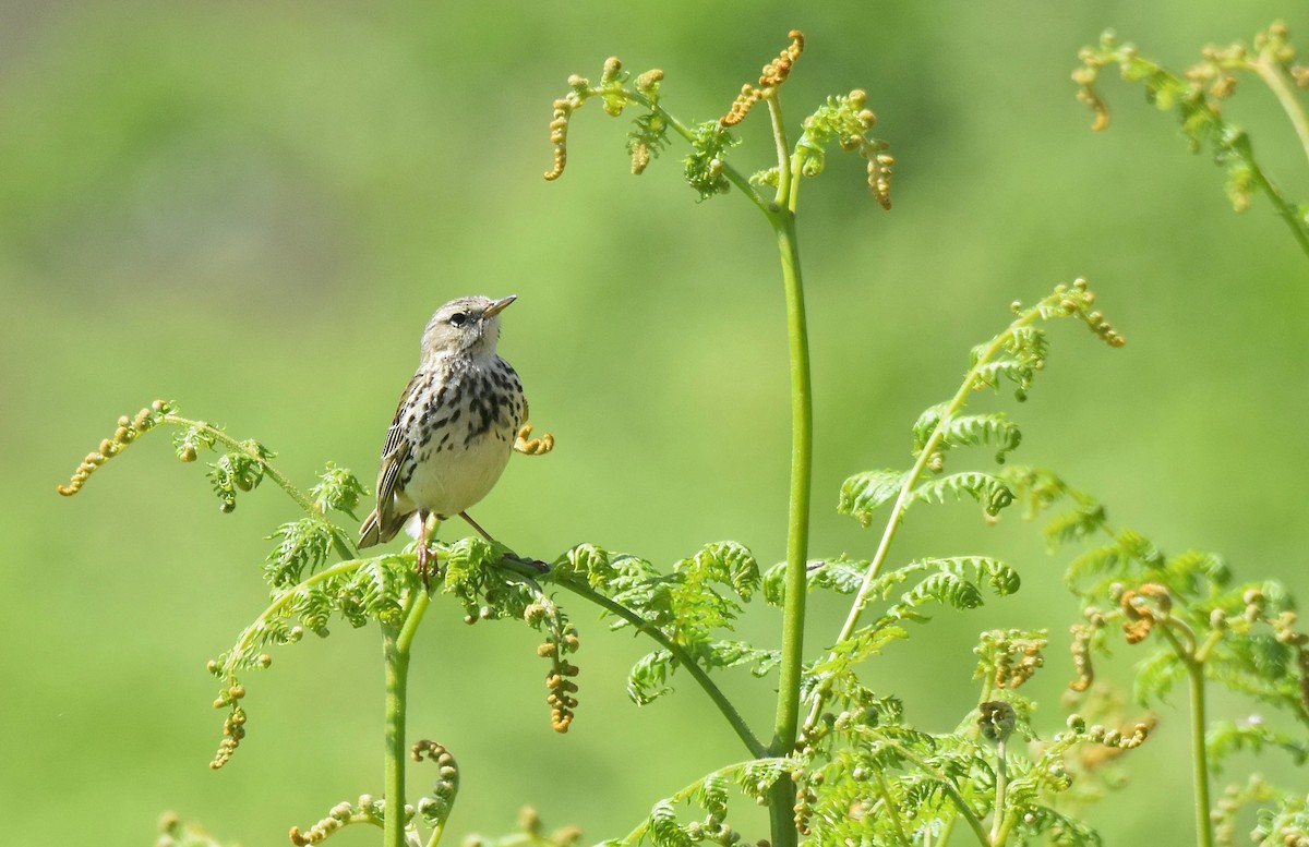 Meadow Pipit - ML620146809