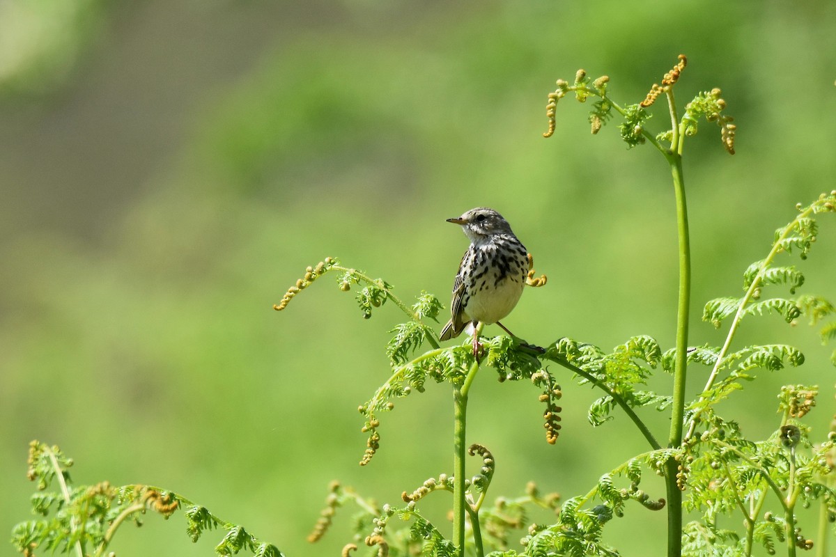 Meadow Pipit - Lukasz Pulawski