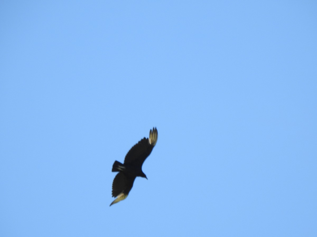 Black Vulture - ML620146822