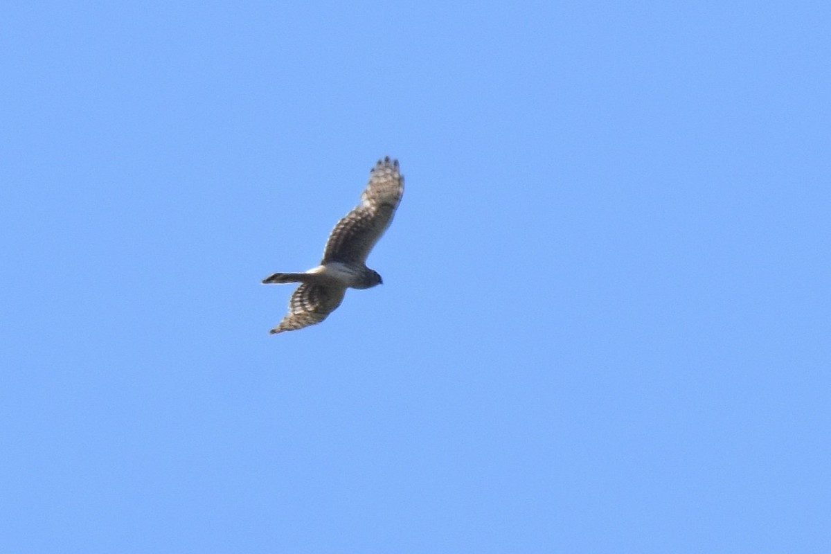 Hen Harrier - ML620146826