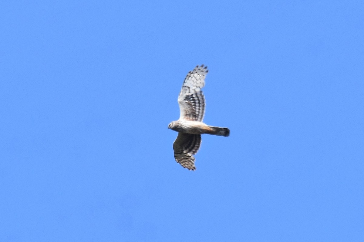 Hen Harrier - ML620146828