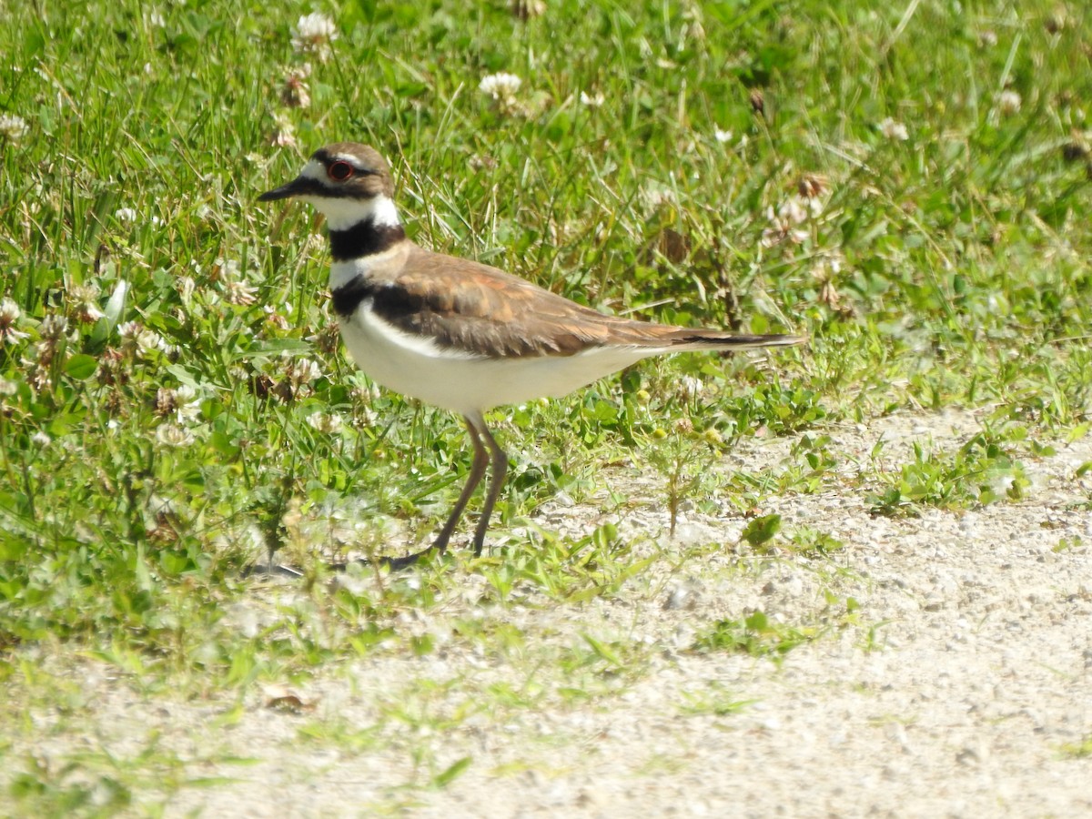 Killdeer - ML620146836