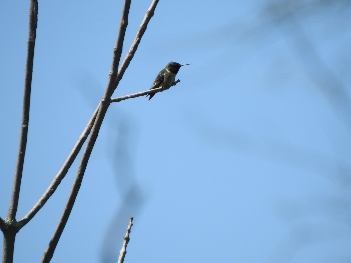 Yakut Boğazlı Kolibri - ML620146838