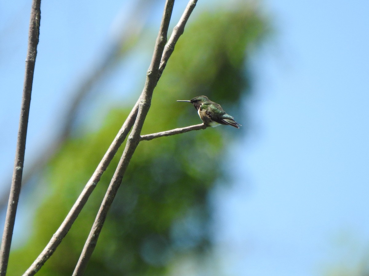 Ruby-throated Hummingbird - ML620146839