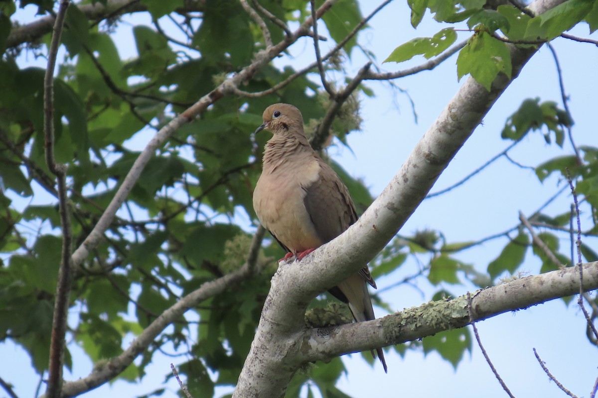 Mourning Dove - ML620146842