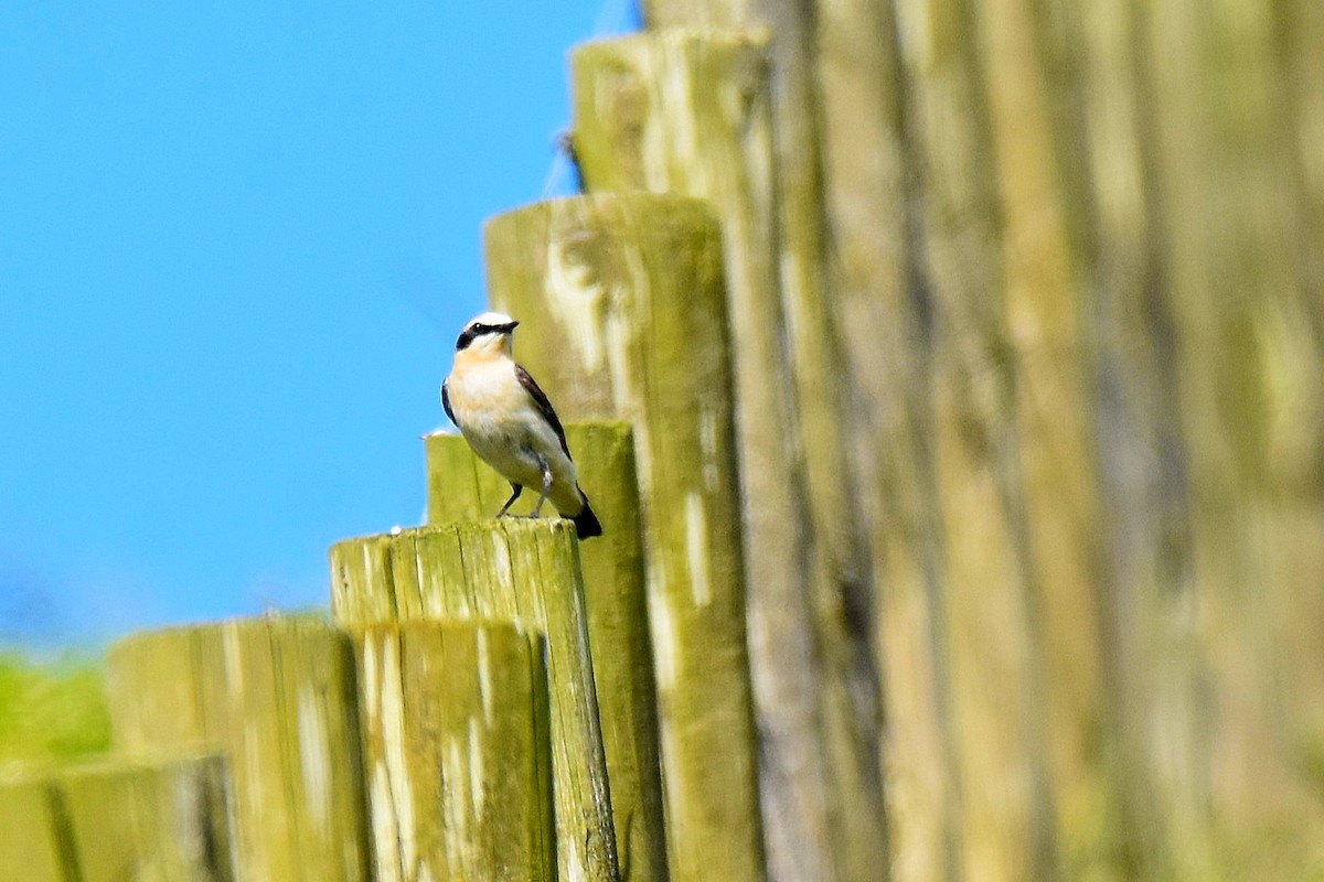 Northern Wheatear - ML620146843