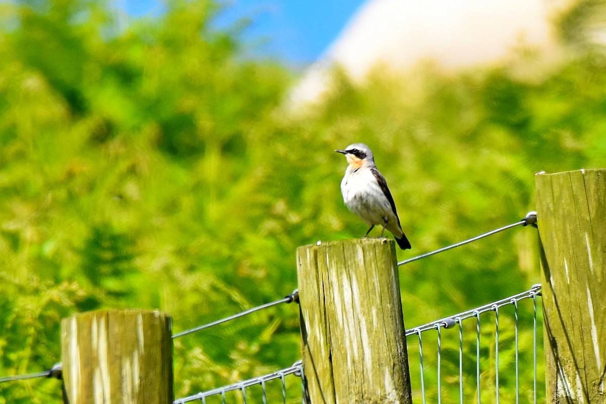 Northern Wheatear - Lukasz Pulawski