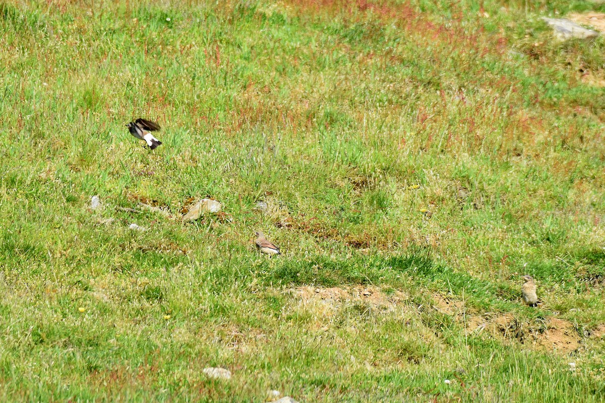 Northern Wheatear - ML620146846