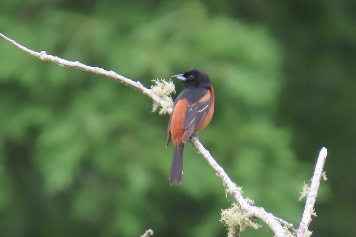 Orchard Oriole - ML620146869