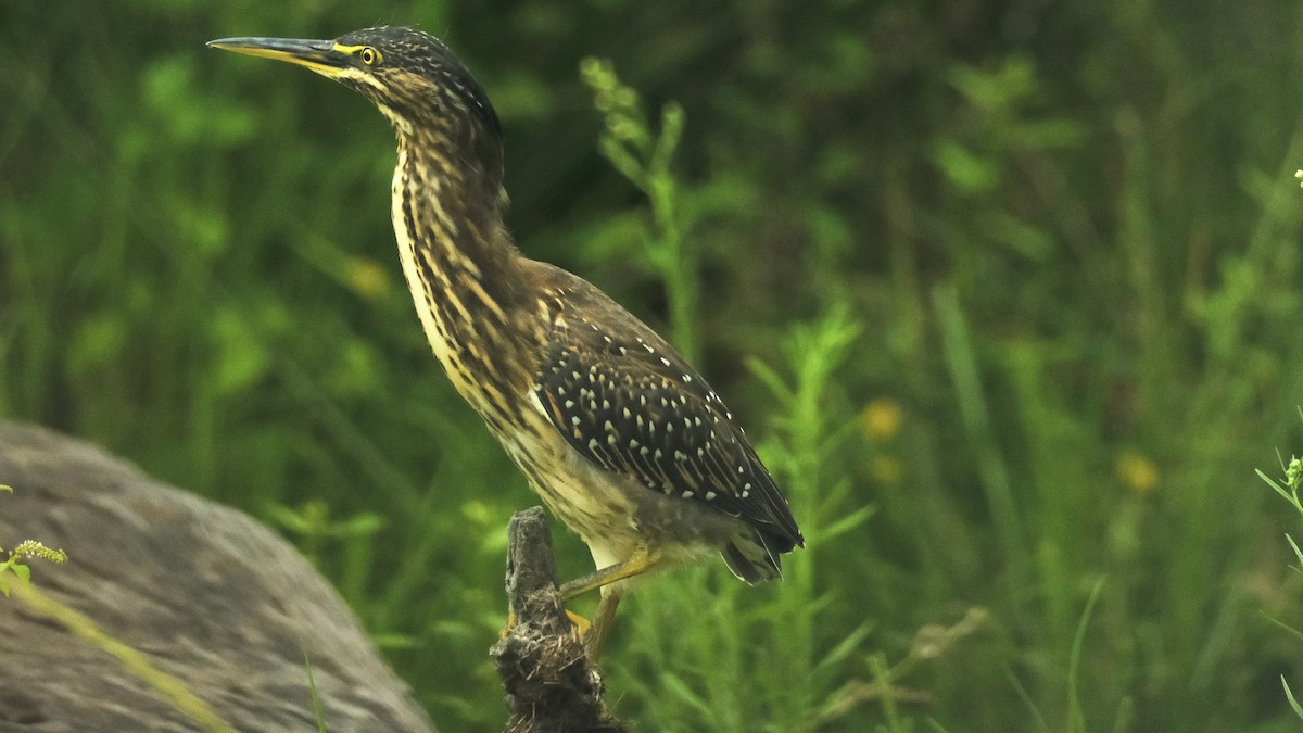 Striated Heron (Old World) - ML620146870