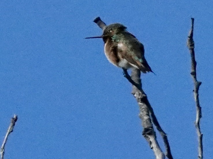 hummingbird sp. - ML620146876