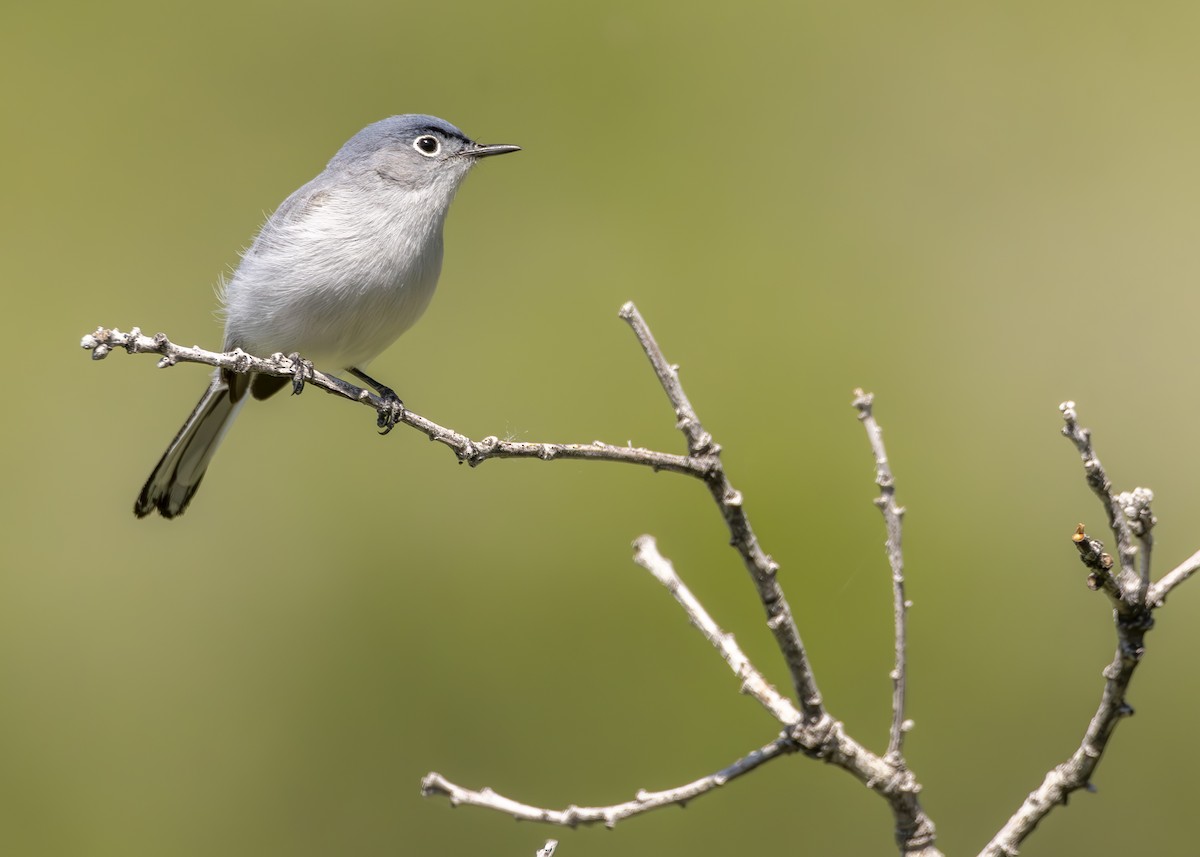 Blue-gray Gnatcatcher (obscura Group) - ML620146882
