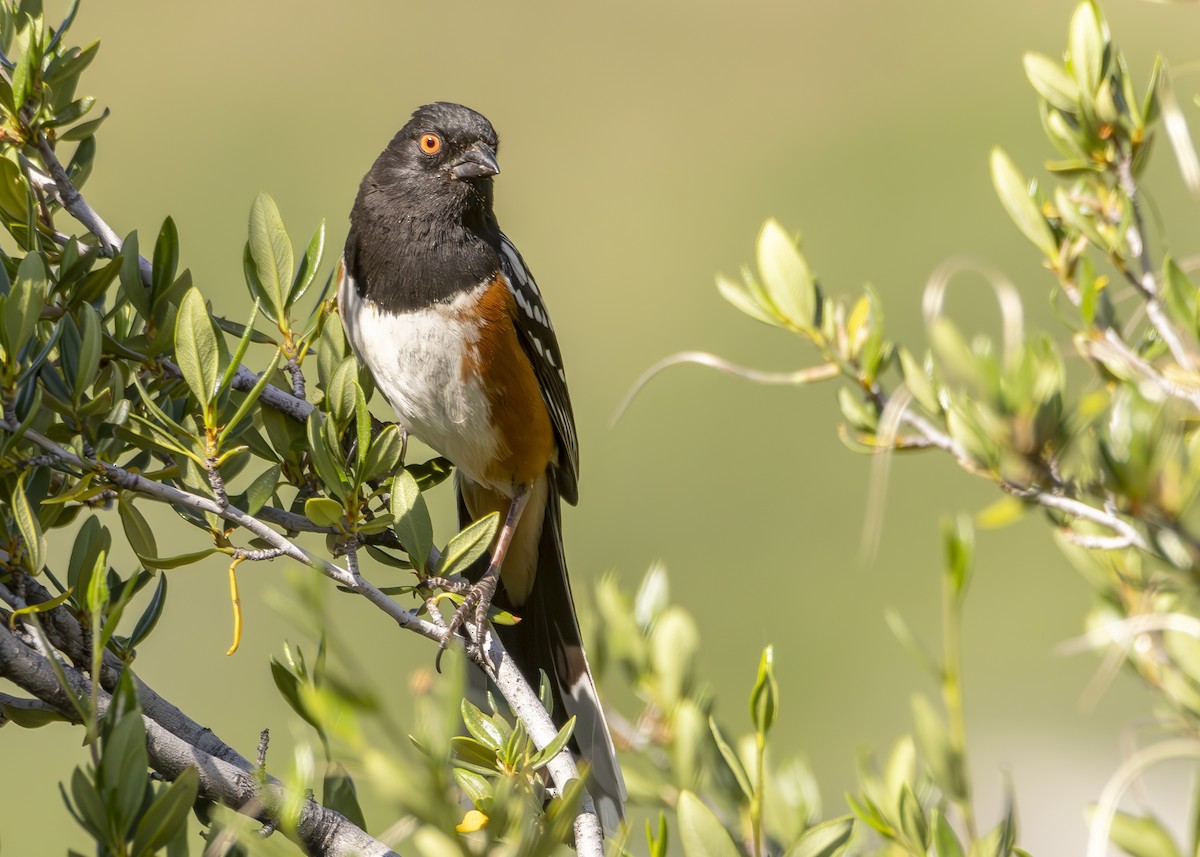 Spotted Towhee (maculatus Group) - ML620146887