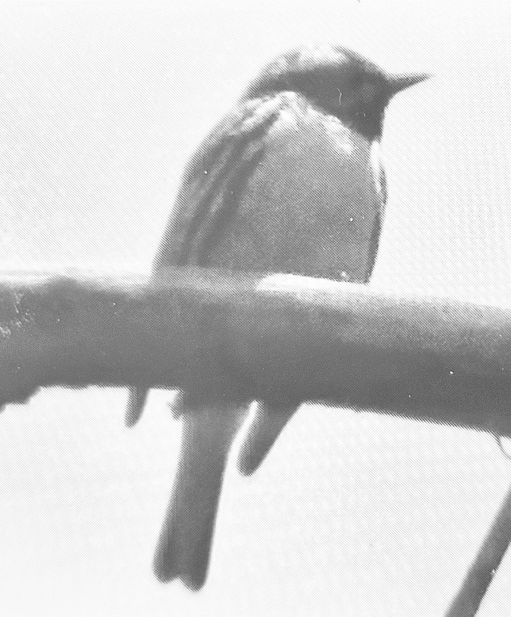 Black-throated Gray Warbler - ML620146900