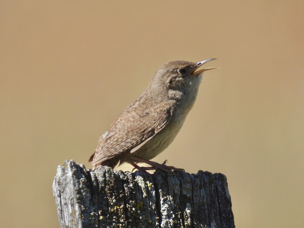 House Wren - ML620146902