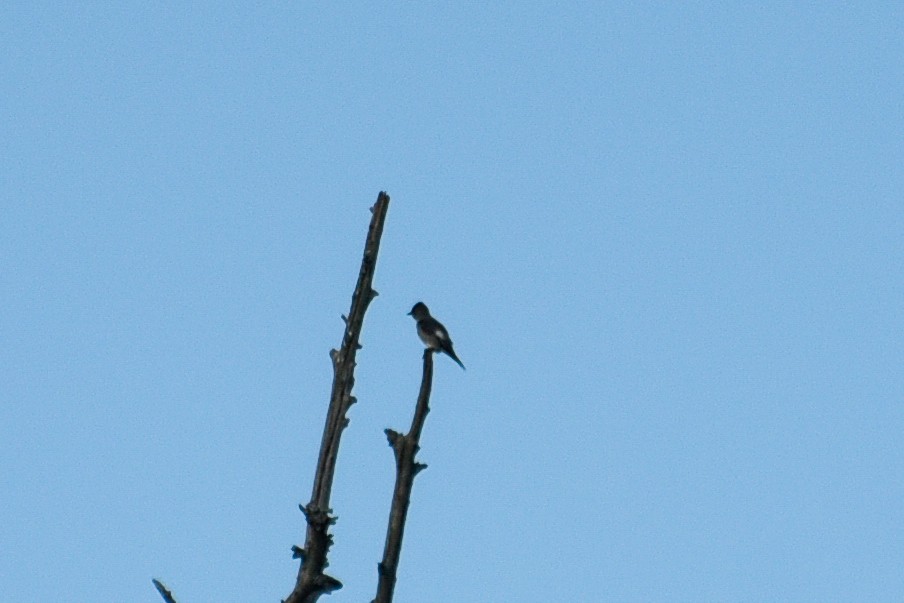 Olive-sided Flycatcher - ML620146908