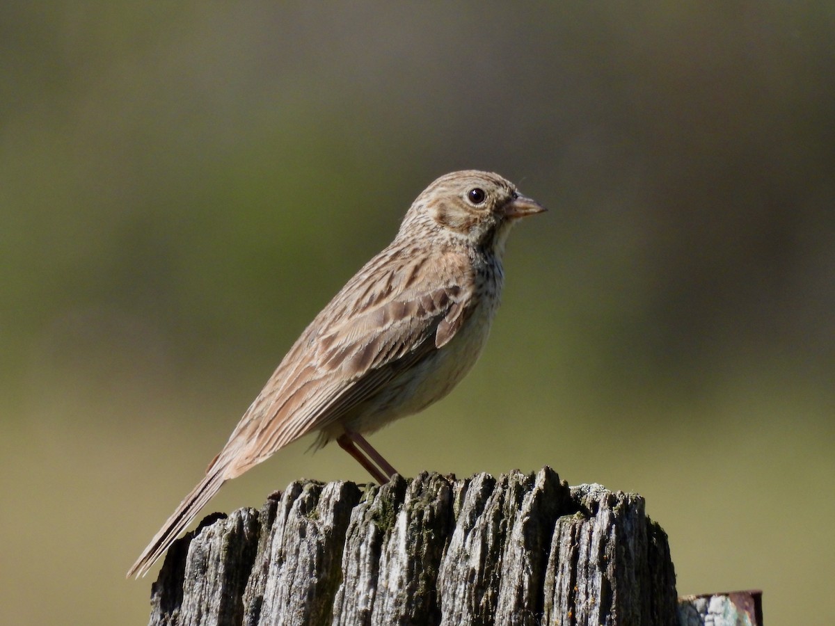 Vesper Sparrow - ML620146910