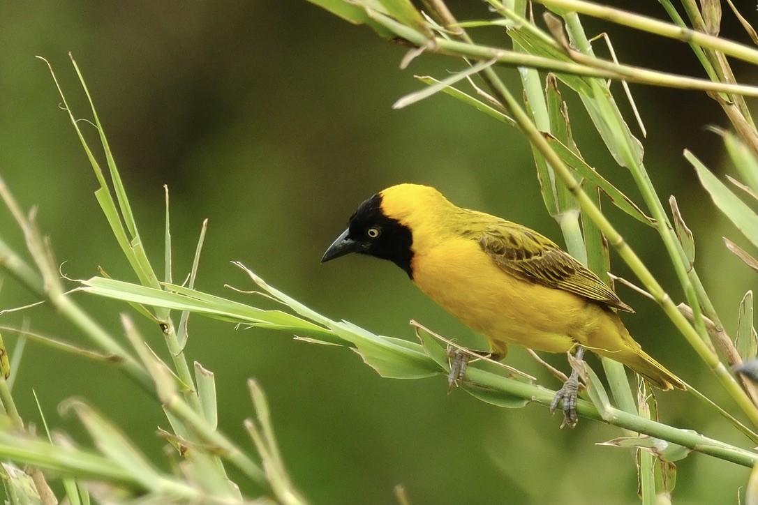 Lesser Masked-Weaver - Chris Cooke