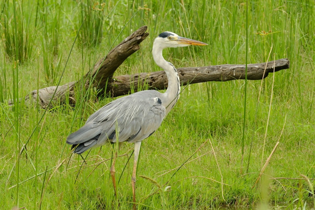 Gray Heron - ML620146948