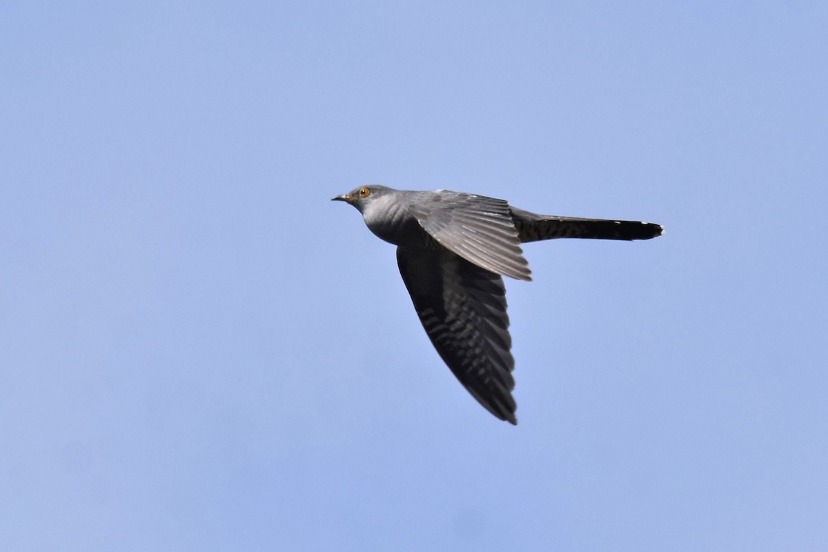 Common Cuckoo - ML620146949