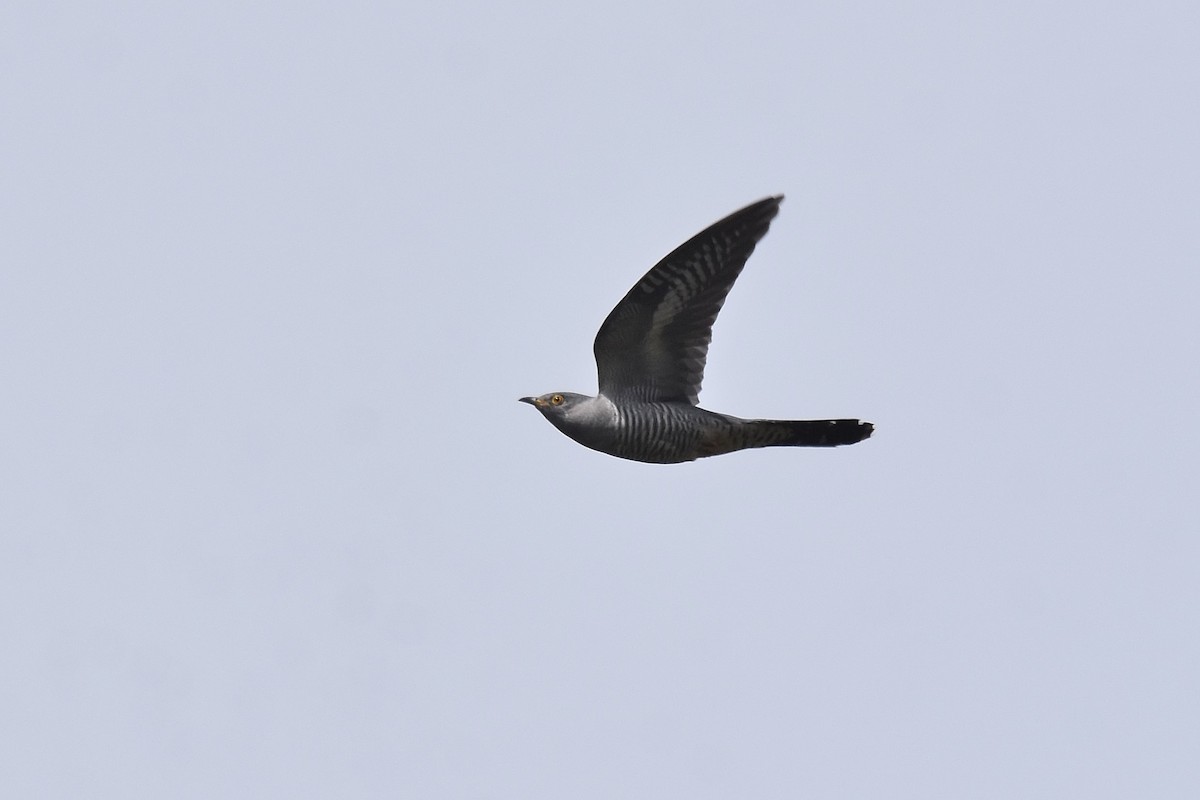 Common Cuckoo - ML620146950