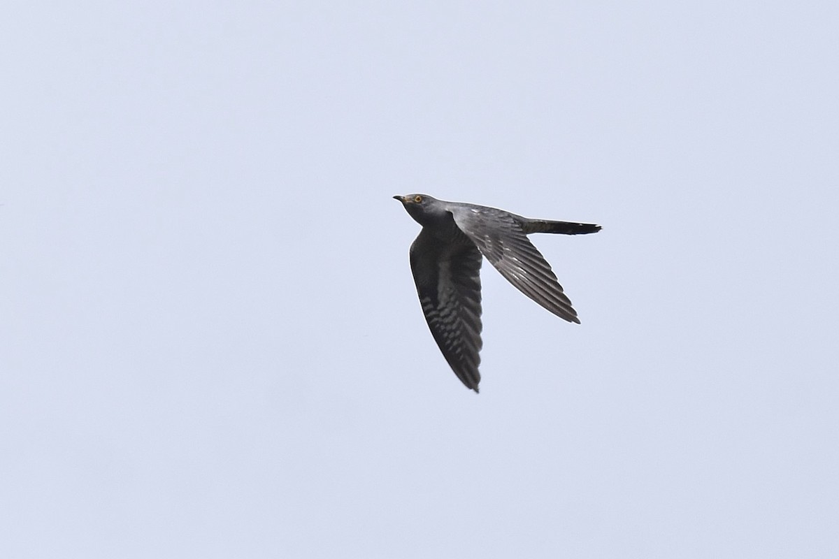 Common Cuckoo - ML620146951