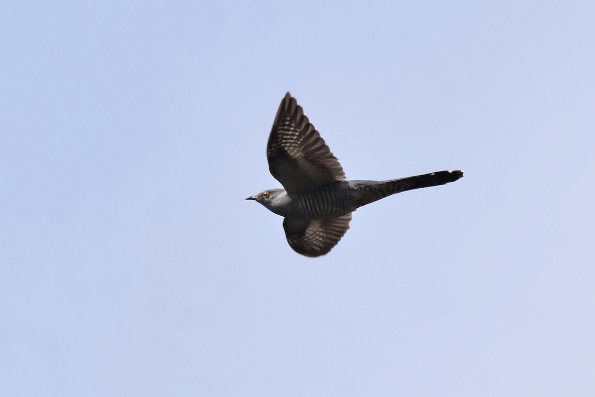 Common Cuckoo - ML620146952
