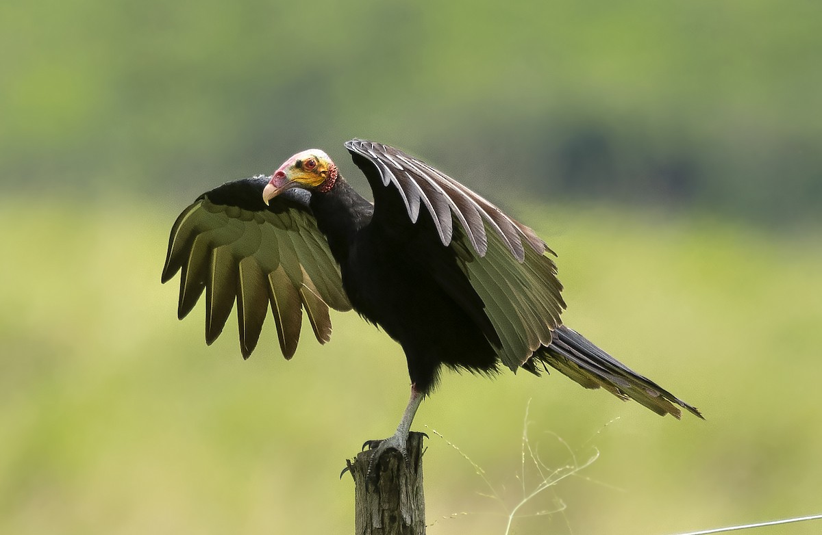 Lesser Yellow-headed Vulture - ML620146963