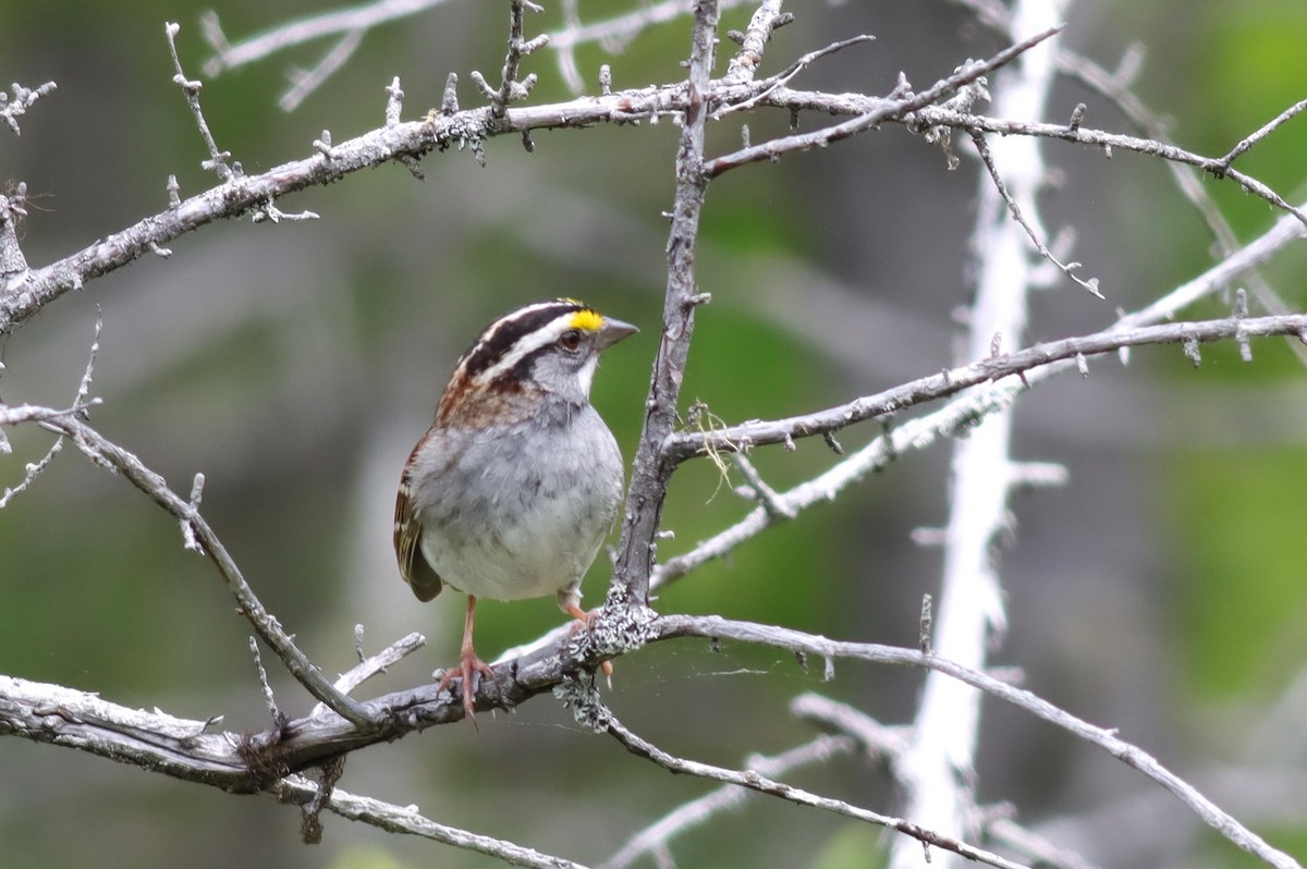 White-throated Sparrow - ML620146964