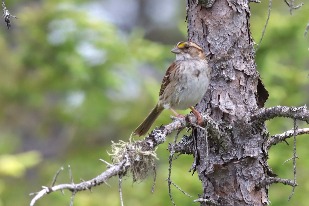 White-throated Sparrow - ML620146965