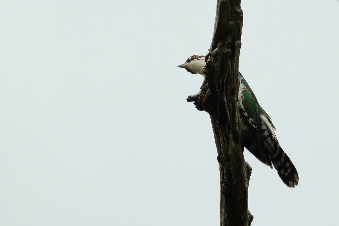 Dideric Cuckoo - ML620146967