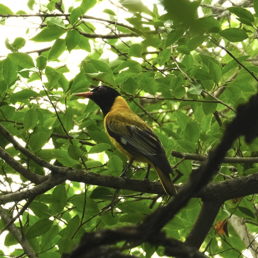 African Black-headed Oriole - ML620146981