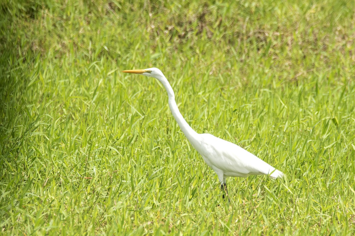 Great Egret - ML620146983