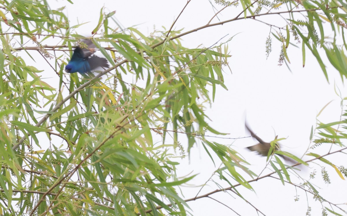 Indigo Bunting - ML620146984