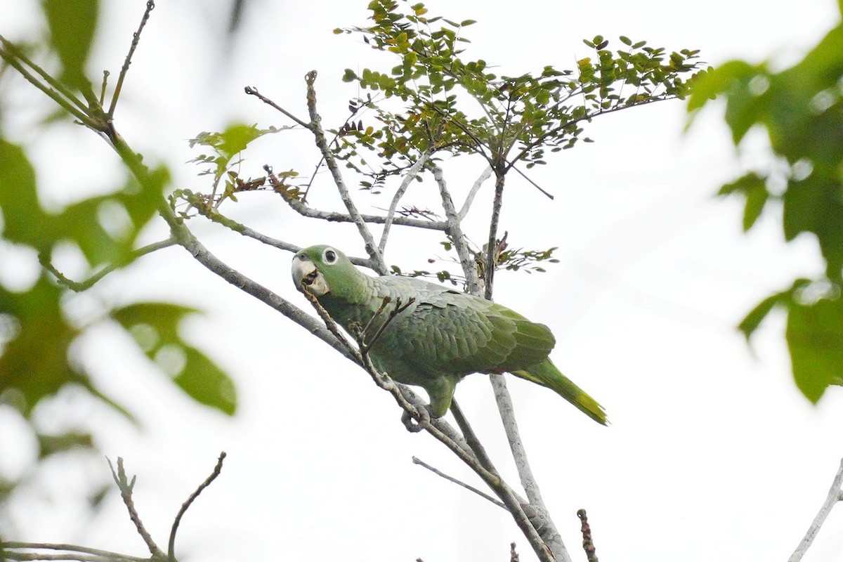 Mealy Parrot - ML620146987