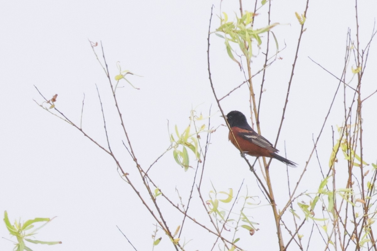 Orchard Oriole - ML620147000