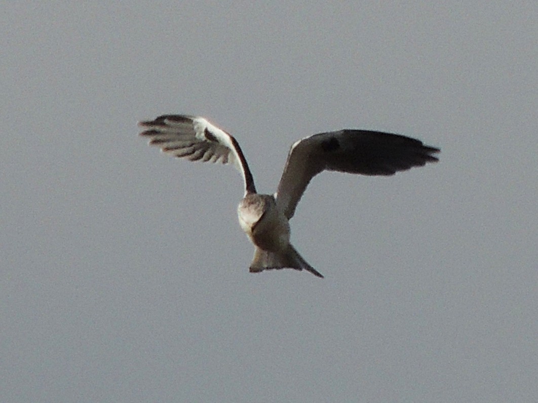 White-tailed Kite - ML620147006