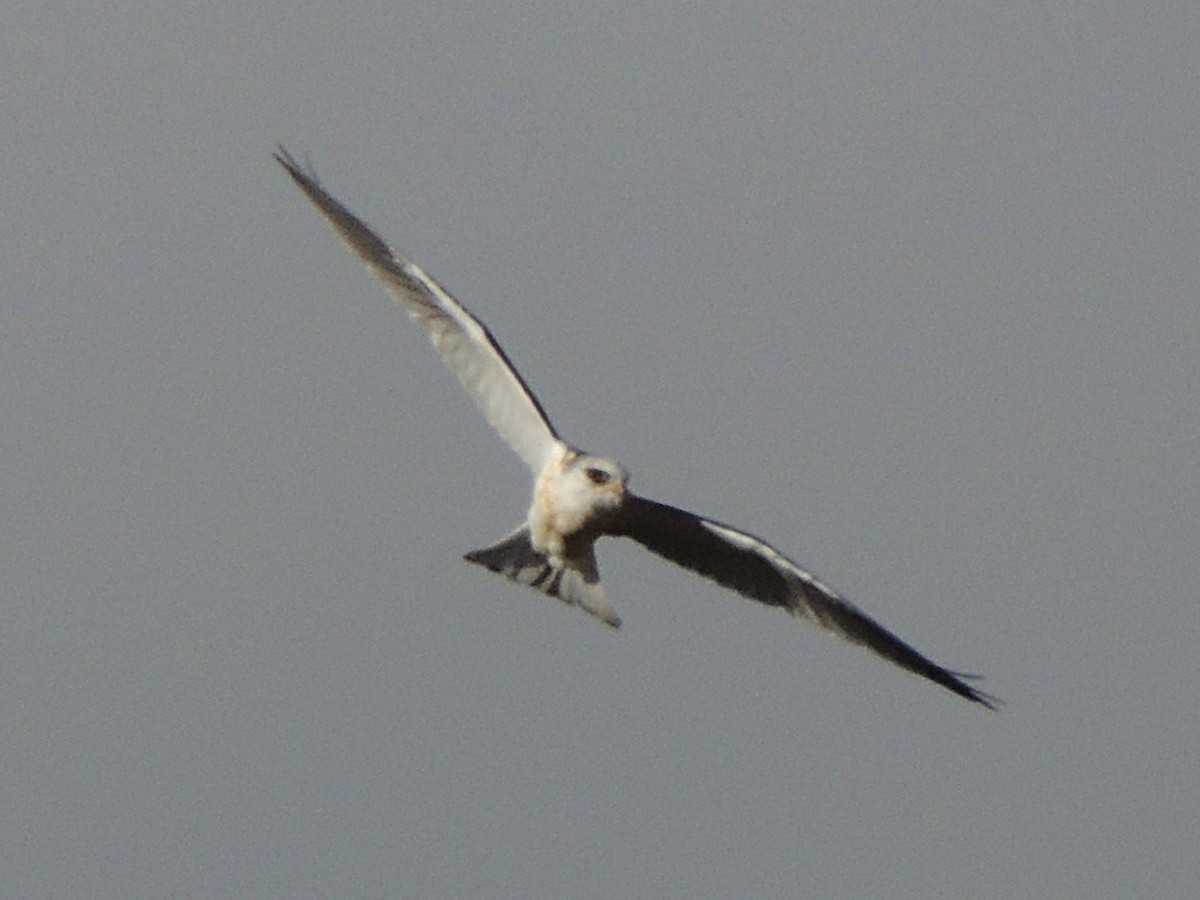 White-tailed Kite - ML620147007