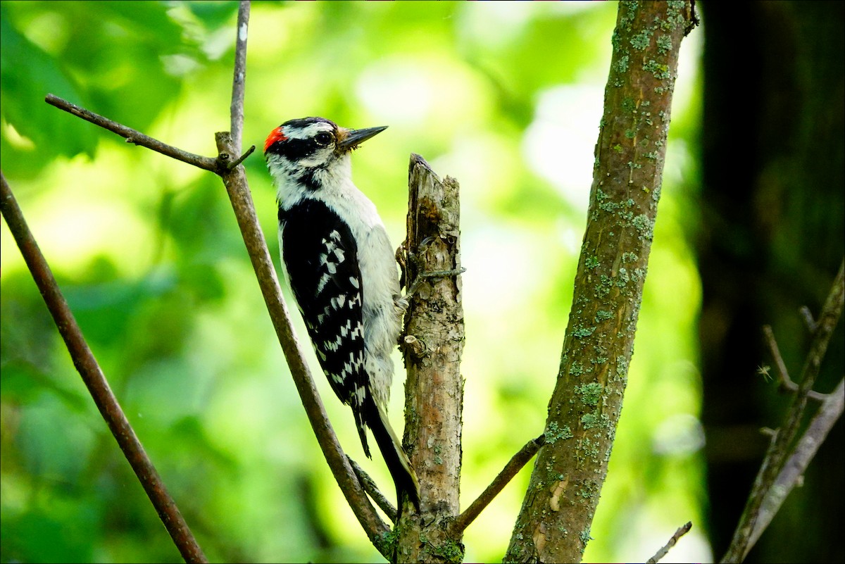 Downy Woodpecker - ML620147008
