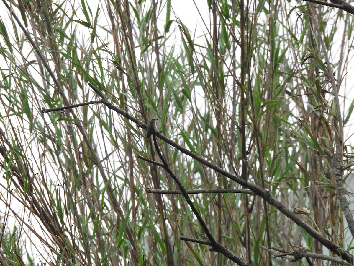 kolibřík azurovotemenný - ML620147016