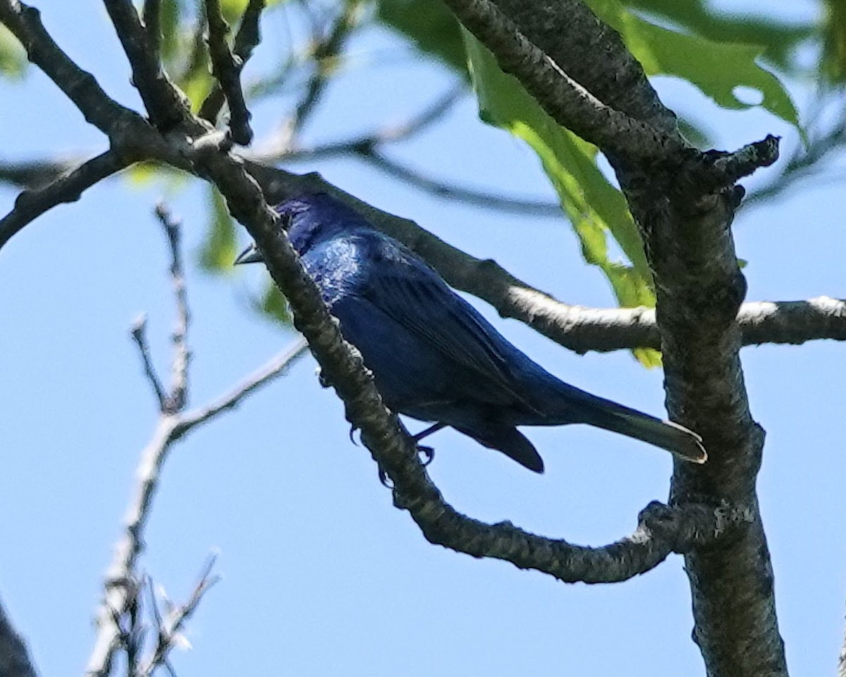 Indigo Bunting - ML620147027