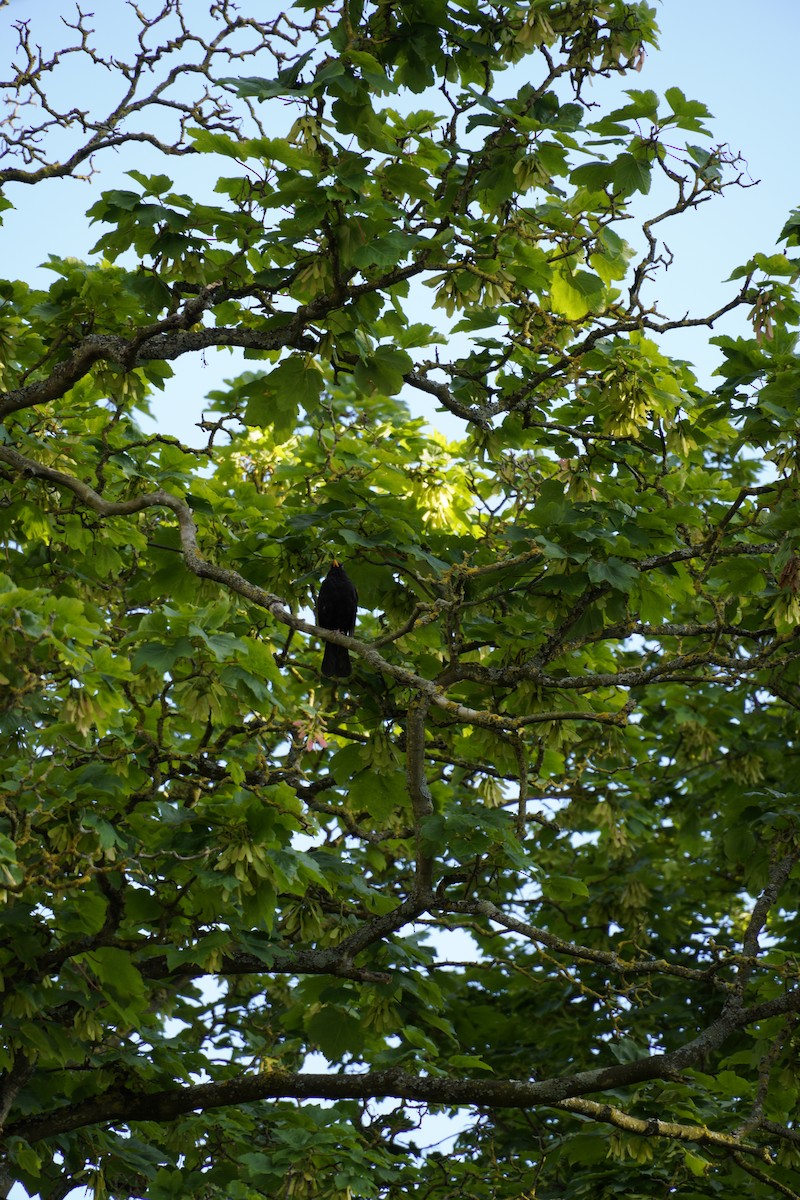 Eurasian Blackbird - ML620147034