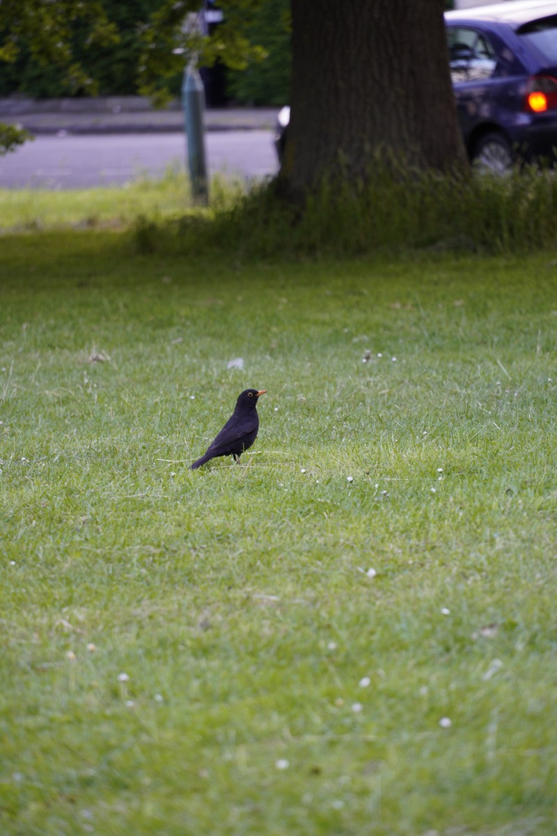 Eurasian Blackbird - ML620147035