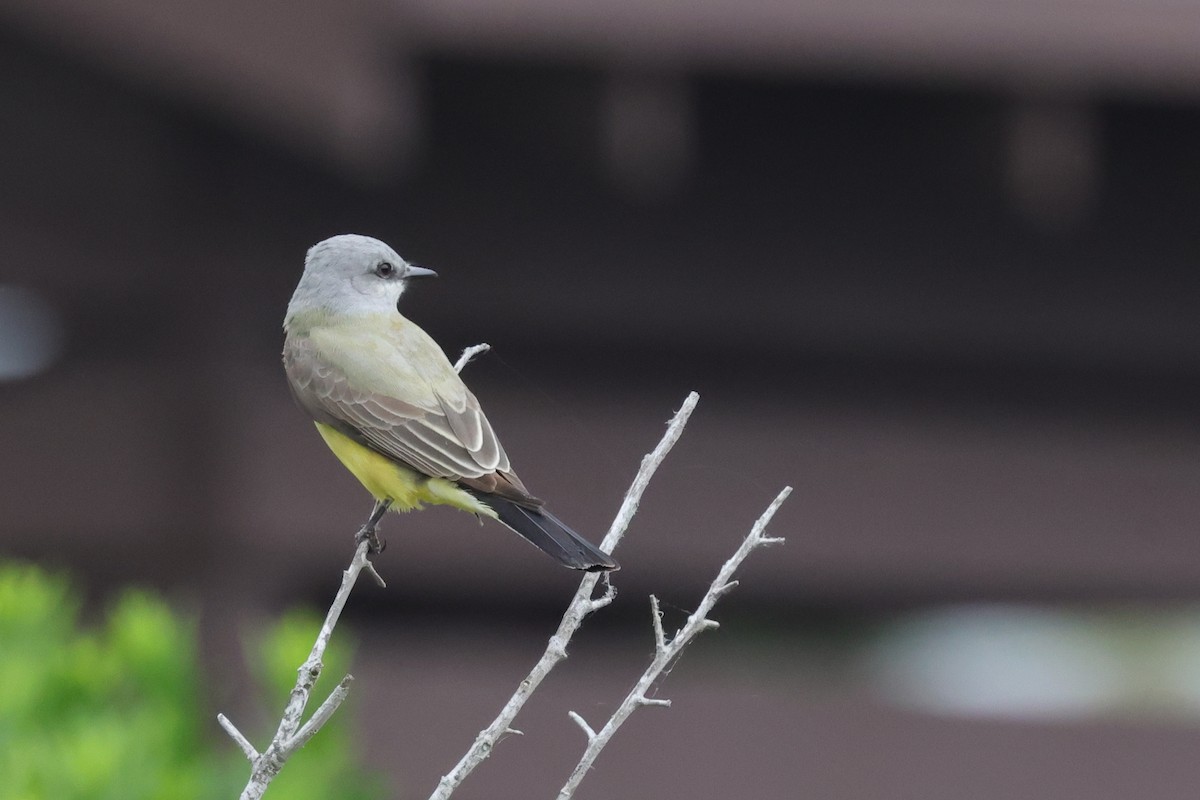 Western Kingbird - Tim Lenz