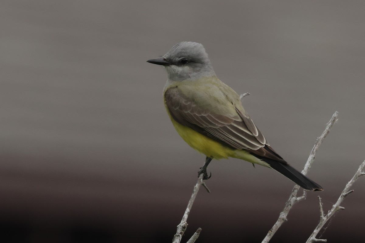 Western Kingbird - ML620147063