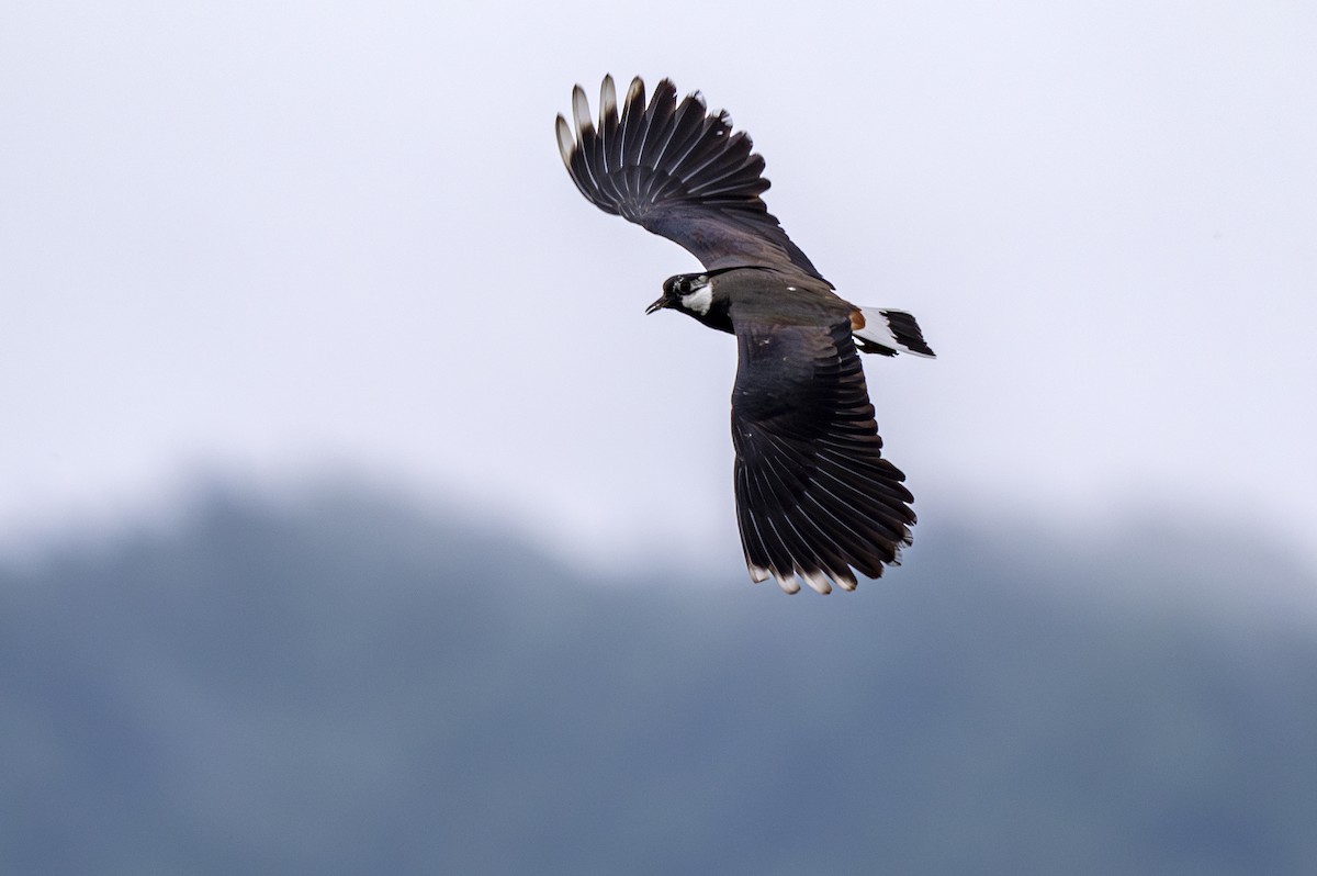 Northern Lapwing - Andrej Tabak