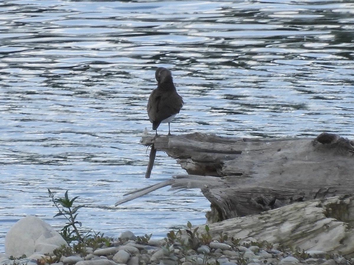 Common Sandpiper - ML620147065