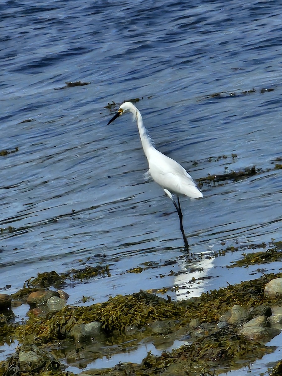 Snowy Egret - ML620147073